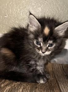 Maine coon litter - Maine Coon Kitten For Sale - Colorado Springs&comma; CO&comma; US