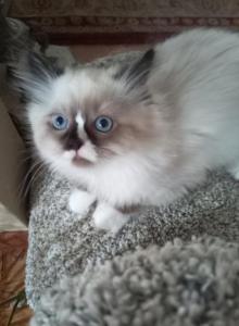 Bodhi - Ragdoll Kitten For Adoption - Naugatuck, CT, US Bodhi - Ragdoll Kitten For Adoption - Naugatuck, CT, US