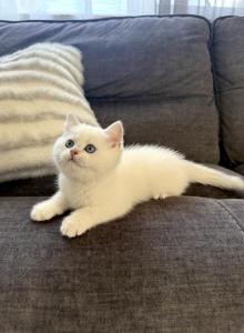 Arctic - British Shorthair Kitten For Sale - Phila&comma; PA&comma; US