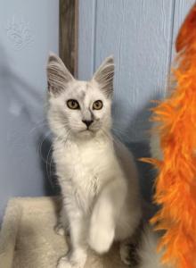 Ishtar - Maine Coon Kitten For Sale - Lake Lure&comma; NC&comma; US