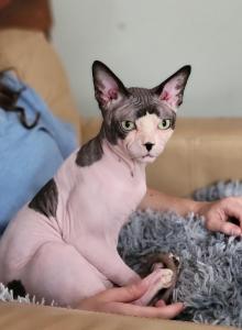 Adult male - Sphynx Cat For Sale - Rockford&comma; IL&comma; US