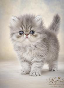 Persian female - Persian Kitten For Sale - East Greenbush&comma; NY&comma; US