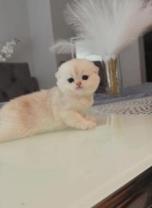 Scottish female - Scottish Fold Kitten For Sale - Fort Lee&comma; NJ&comma; US