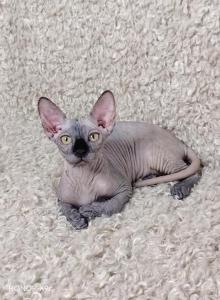 Freya - Sphynx Kitten For Sale - Brooklyn&comma; NY&comma; US