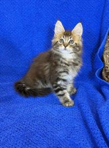 Diego - Maine Coon Kitten For Sale - Brooklyn&comma; NY&comma; US