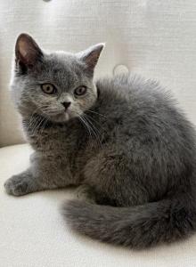 British Blue Female - British Shorthair Kitten For Sale - Orlando&comma; FL&comma; US