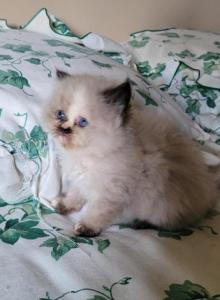 Yoko - Himalayan Kitten For Sale - IL&comma; US