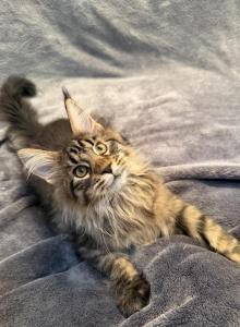 Bjorn - Maine Coon Kitten For Sale - Jacksonville&comma; FL&comma; US