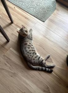 Savannah - Savannah Cat For Sale - Carmel&comma; NJ&comma; US