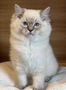 April - Ragdoll Kitten For Sale - Hastings&comma; PA&comma; US