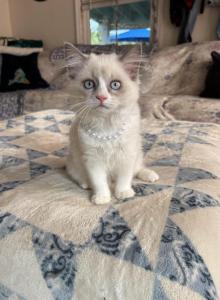 Flora  Available Now - Ragdoll Kitten For Sale - Front Royal&comma; VA&comma; US