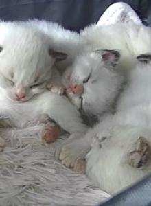 RAGDOLLS OF BREVARD - Ragdoll Kitten For Sale - FL&comma; US