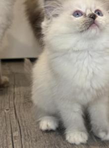 Blue Girl - Ragdoll Kitten For Sale - Springfield&comma; MO&comma; US