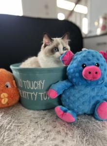 Lillie - Ragdoll Kitten For Sale - Kearneysville, WV, US Lillie - Ragdoll Kitten For Sale - Kearneysville, WV, US