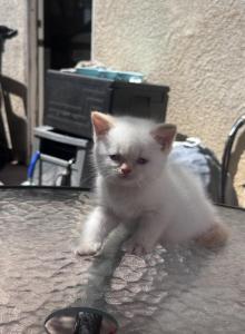 Odrey - British Shorthair Kitten For Sale - San Diego&comma; CA&comma; US