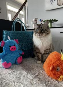 Leo - Ragdoll Cat For Sale - Kearneysville&comma; WV&comma; US