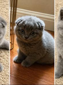 Cloud - Scottish Fold Kitten For Adoption - Gold River&comma; CA&comma; US