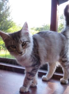 Mrs Kitty And Keeper - Maine Coon Kitten For Sale - KY&comma; US