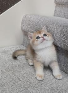 Lisa - British Shorthair Kitten For Sale - Vancouver&comma; WA&comma; US