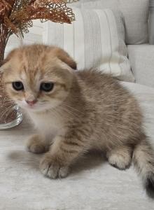 beautiful Scottish Fold kitten - Scottish Fold Kitten For Sale - Fife&comma; WA&comma; US