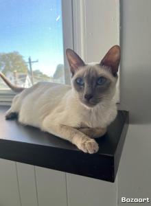 Taley - Siamese Kitten For Sale - Saint Petersburg&comma; FL&comma; US