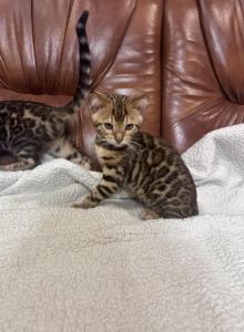 Bengal kitten - Bengal Kitten For Adoption - Westfield, MA, US Bengal kitten - Bengal Kitten For Adoption - Westfield, MA, US