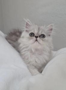 April - Persian Kitten For Sale - Sacramento, CA, US April - Persian Kitten For Sale - Sacramento, CA, US