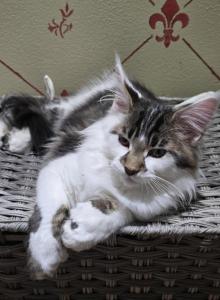 Patches - Maine Coon Kitten For Sale - Pearland&comma; TX&comma; US