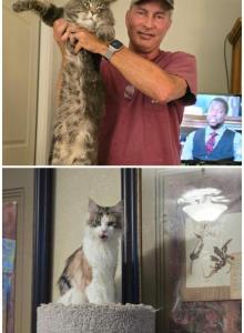 Apollo x Calypso - Maine Coon Kitten For Sale - Pearland&comma; TX&comma; US