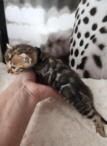 Boss  Brown rosetted bengal kitten for sale - Bengal Kitten For Sale - Saint Augustine&comma; FL&comma; US