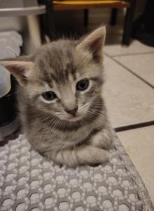 Ghost - American Shorthair Kitten For Adoption - Glendale&comma; AZ&comma; US