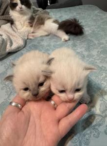 2 Male Ragdoll kittens - Ragdoll Kitten For Sale - Rochester&comma; MA&comma; US