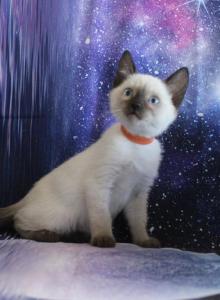 Nova - Siamese Kitten For Sale - Anza&comma; CA&comma; US
