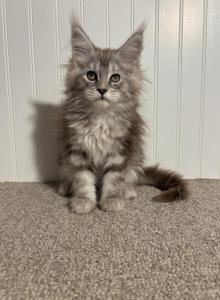Jules - Maine Coon Kitten For Sale - Kansas City&comma; MO&comma; US