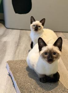 HARLEY&CHLOE&Lilly - Siamese Kitten For Sale - Philadelphia, PA, US HARLEY&CHLOE&Lilly - Siamese Kitten For Sale - Philadelphia, PA, US