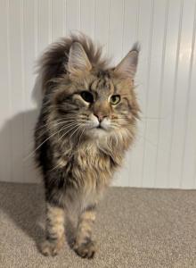 Scarlett - Maine Coon Cat For Sale - Kansas City&comma; MO&comma; US