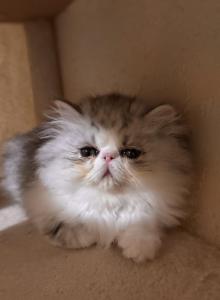 Nilo - Persian Kitten For Sale - Stilwell&comma; OK&comma; US