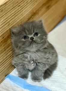 Persian - Persian Kitten For Sale - Georgetown&comma; KY&comma; US