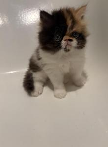 Pancakes - Persian Kitten For Sale - Winnetka&comma; CA&comma; US