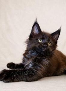 European Black Maine Coon Boy Delivery included - Maine Coon Kitten For Sale - DC&comma; US
