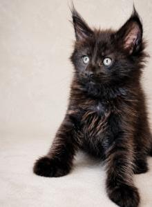 European Black MaineCoon Boy Delivery included - Maine Coon Kitten For Sale - DC&comma; US
