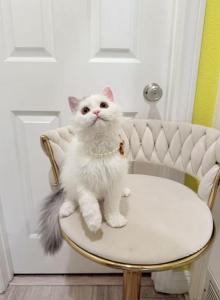 Ponpon - Selkirk Rex Kitten For Sale - CA&comma; US