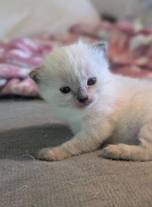 Juniper - Ragdoll Kitten For Sale - Fountain&comma; CO&comma; US