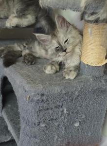 Splits - Maine Coon Kitten For Sale - George&comma; WA&comma; US