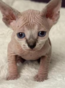 Rubys kittys - Sphynx Kitten For Sale - Carlisle&comma; PA&comma; US