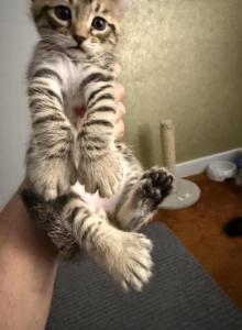 Highland Lynx Kittens Oct 25 - Highlander Kitten For Adoption - Milford&comma; NH&comma; US