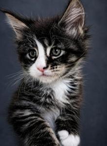 Striking European Black Tabby with White MaineCoon - Maine Coon Kitten For Sale - FL&comma; US