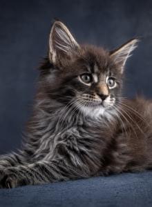 European Maine Coon Kitten Heavy Bones - Maine Coon Kitten For Sale - NY, US European Maine Coon Kitten Heavy Bones - Maine Coon Kitten For Sale - NY, US
