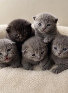 No name - British Shorthair Kitten For Sale - Fritztown, PA, US No name - British Shorthair Kitten For Sale - Fritztown, PA, US
