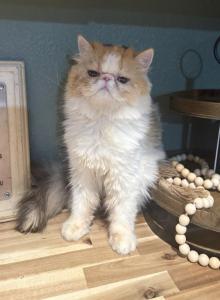 Harper - Persian Cat For Sale - Denton&comma; TX&comma; US